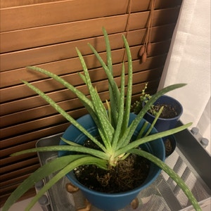 Aloe Vera plant photo by @rileyd.789 named Friend on Greg, the plant care app.