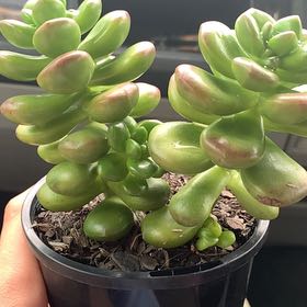 Photo of the plant species Sedum lucidum by @IntensePawpaw named Big Mama on Greg, the plant care app