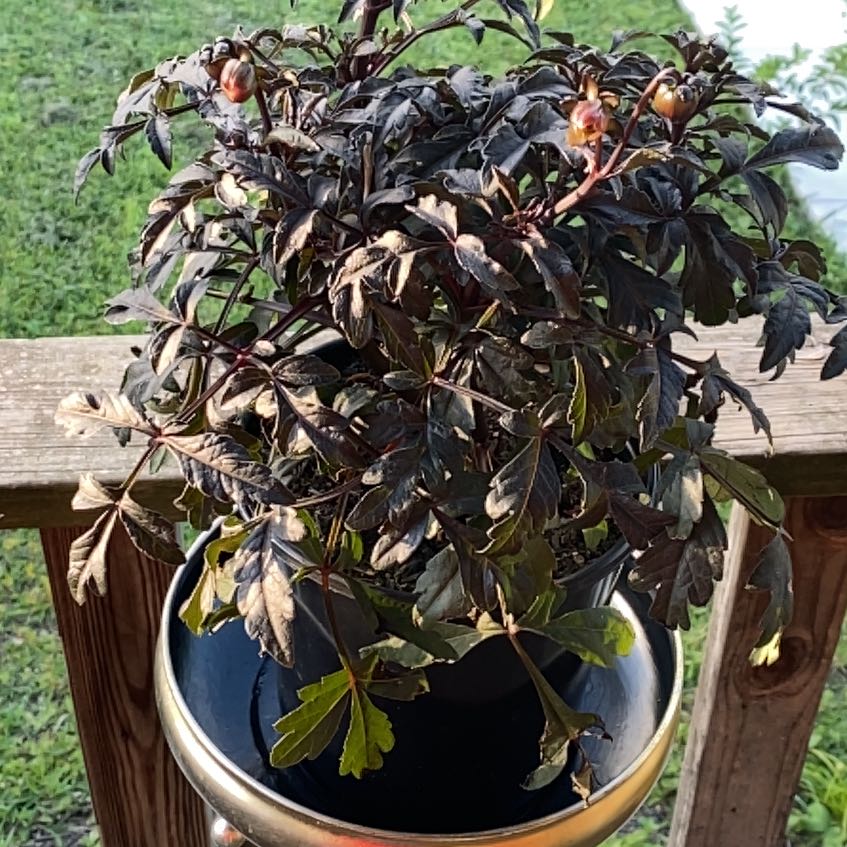 Photo of the plant species Hybrid Dahlia by @BigwigAster named Agitha on Greg, the plant care app