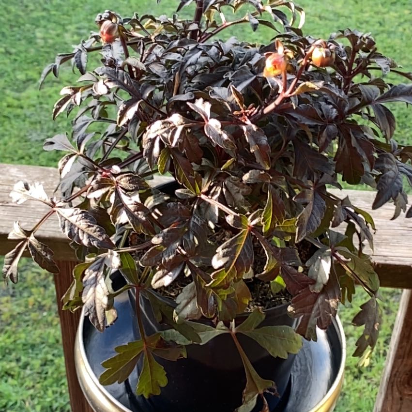 Photo of the plant species Hybrid Dahlia by @QuietWaxivy named Agatha ￼ on Greg, the plant care app