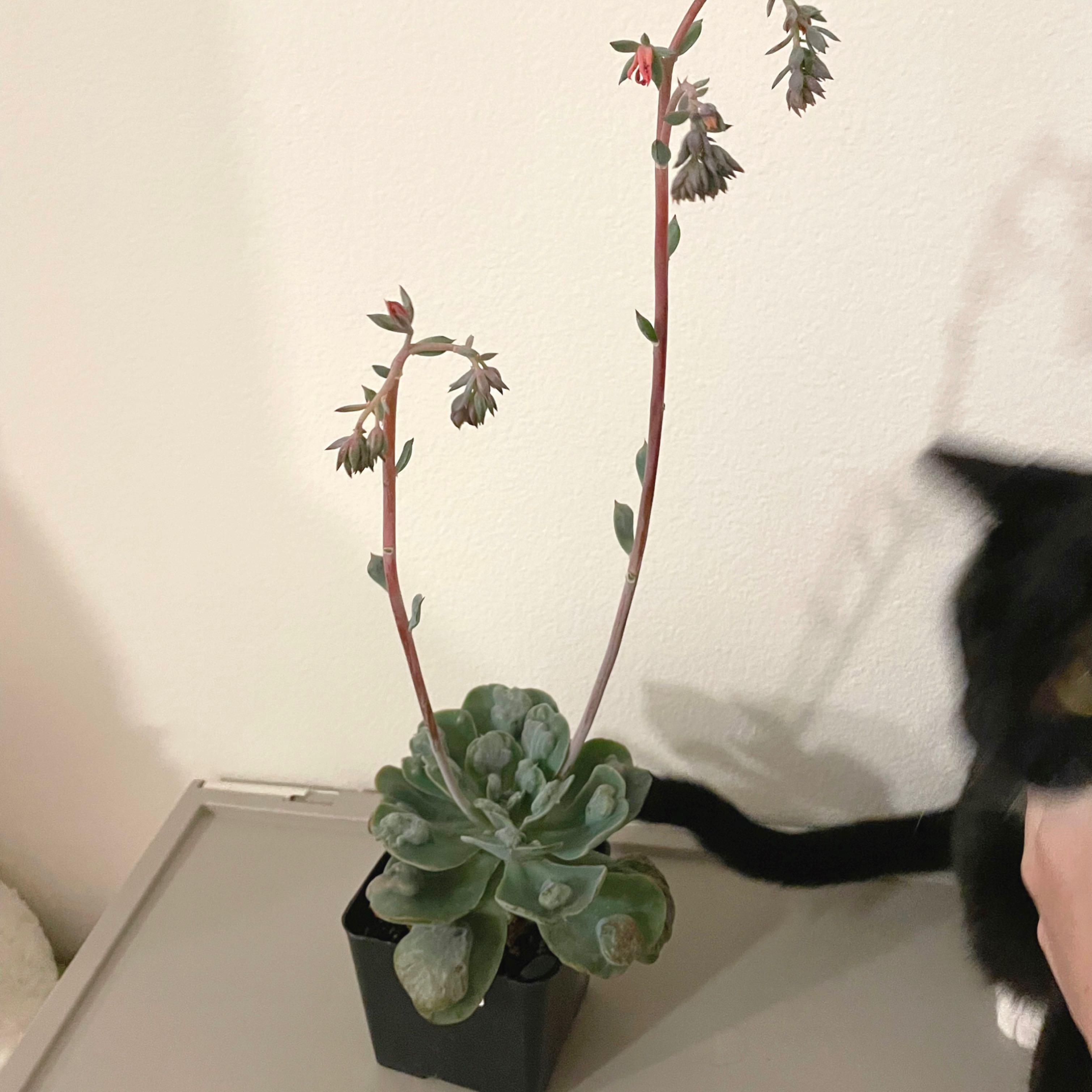 Photo of the plant species Echeveria 'Heart's Delight' by @nekoallergy_72 named Mochi on Greg, the plant care app