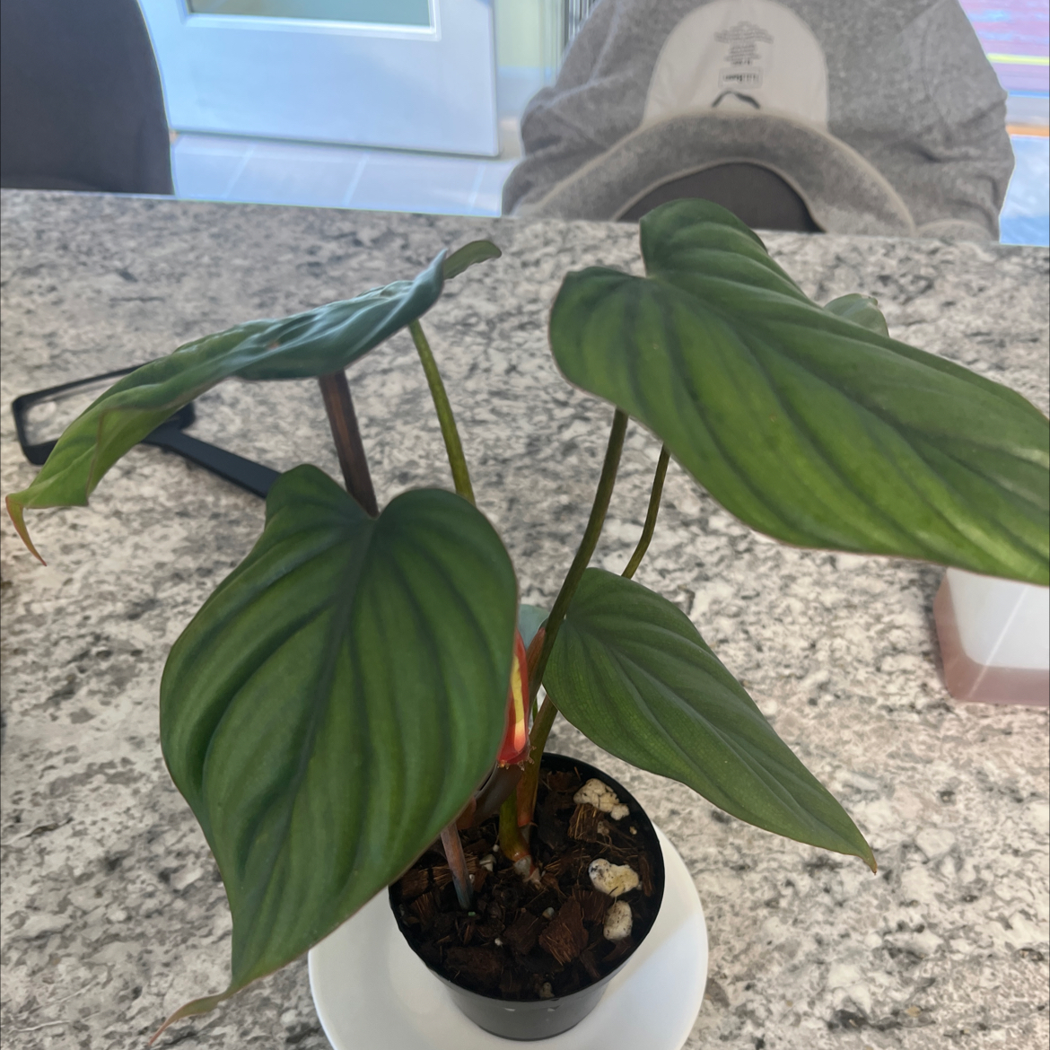 Photo of the plant species Silver Columbia Philodendron by @DiverseKaro named Michelle Branch on Greg, the plant care app