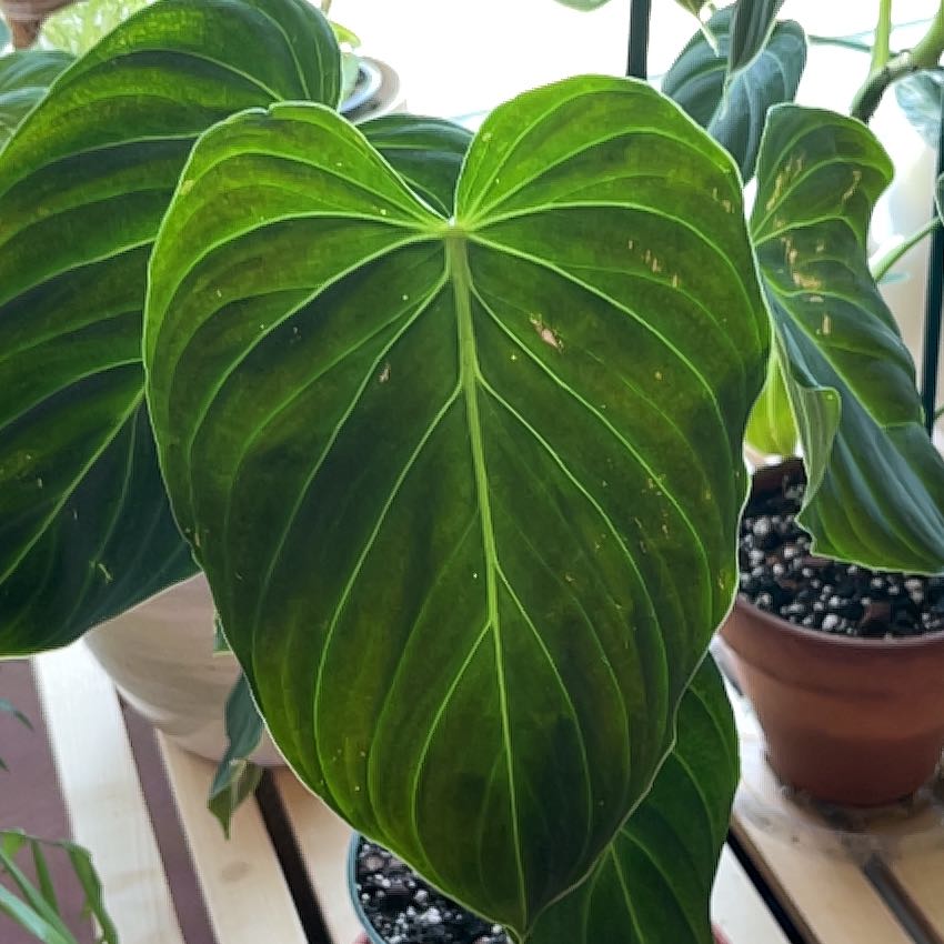 Philodendron Splendid plant with large, healthy green leaves in a pot.