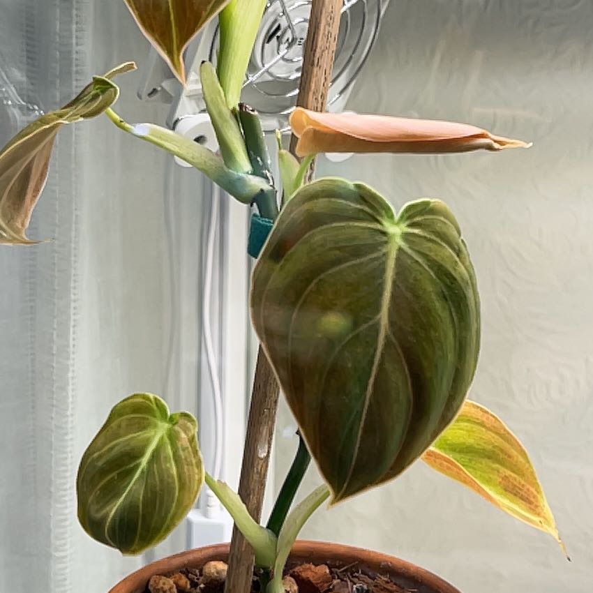 Philodendron El Choco Red plant with some yellowing and browning leaves in a pot.