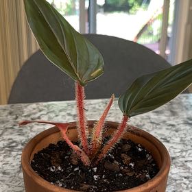 Photo of the plant species Philodendron squamicaule by @DiverseKaro named LiloStitch on Greg, the plant care app