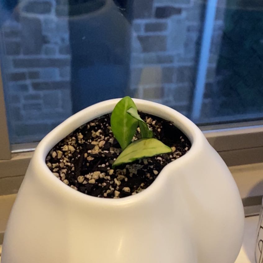 Small Hoya heuschkeliana variegata plant in a white pot with visible soil.