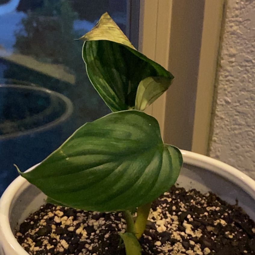Philodendron plowmanii plant in a pot with some browning on one leaf.