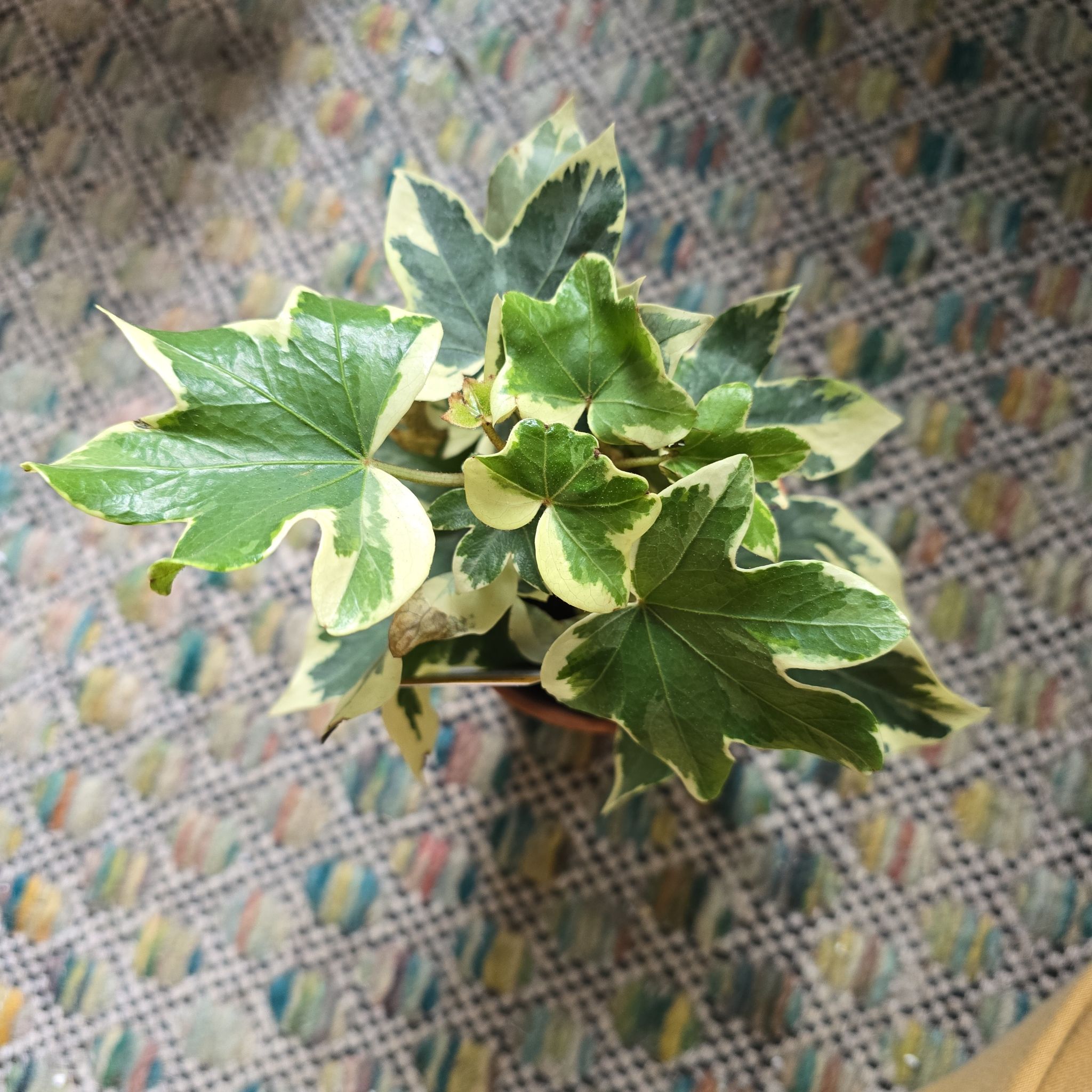 Blui