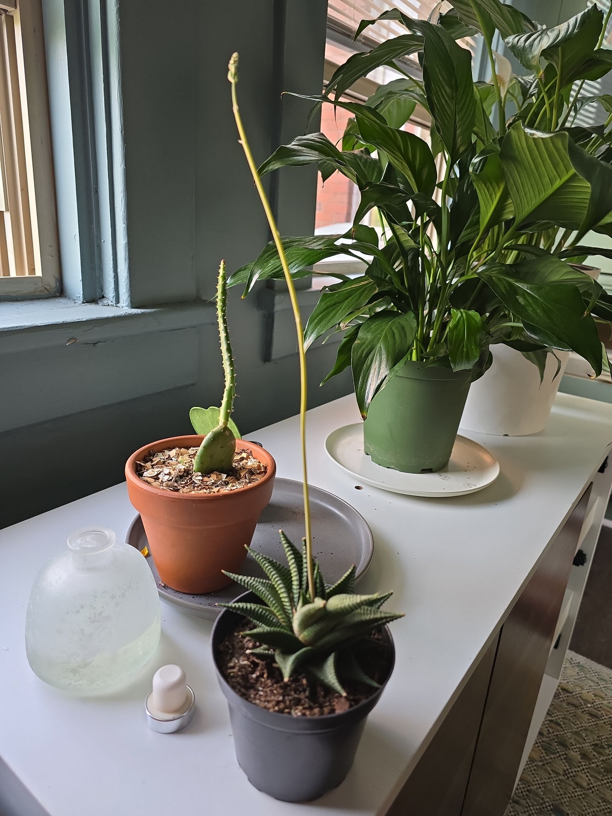 Fairy Washboard Plant Care Water, Light, Nutrients Greg App 🌱