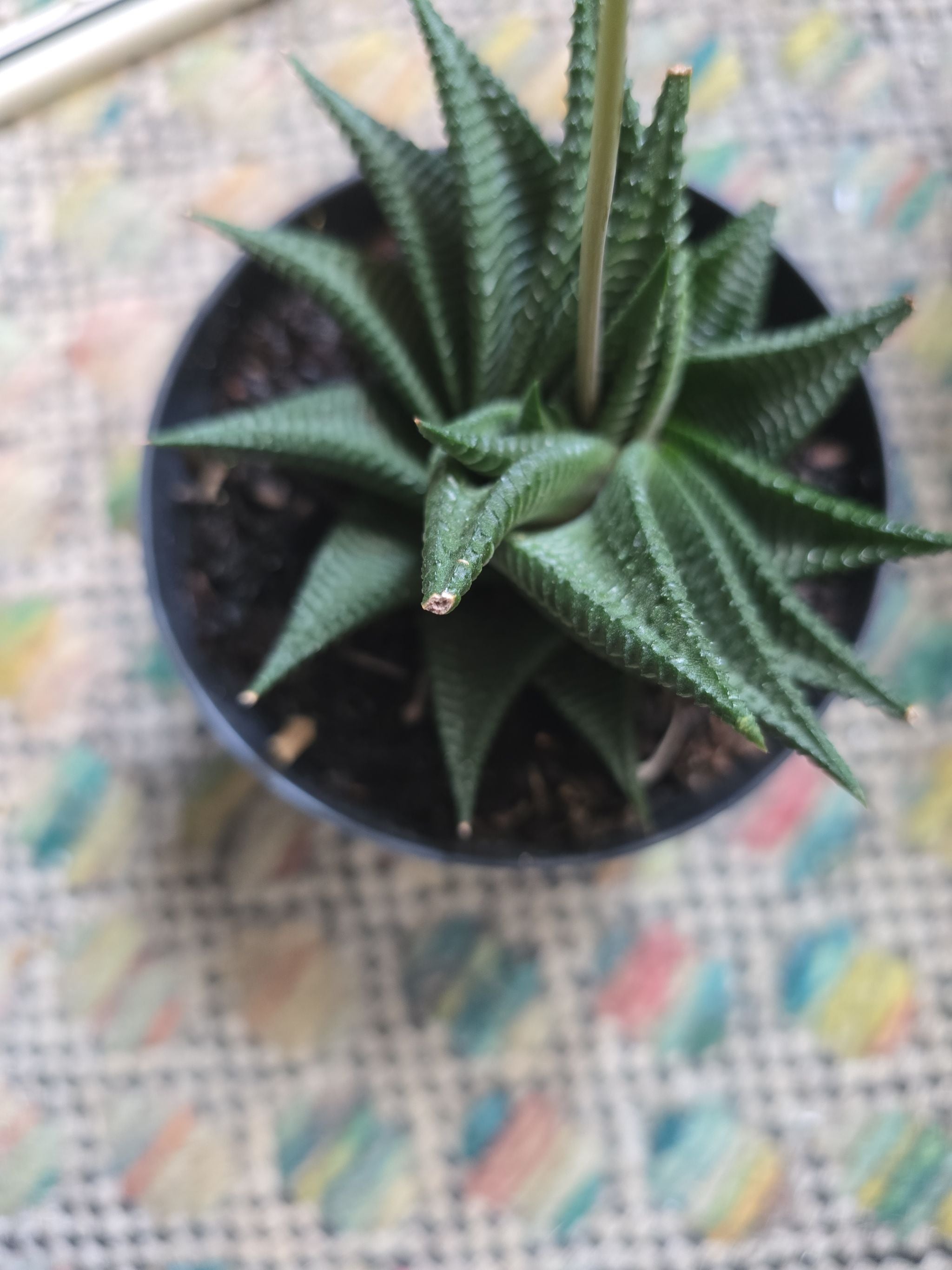 Fairy Washboard Plant Care Water, Light, Nutrients Greg App 🌱