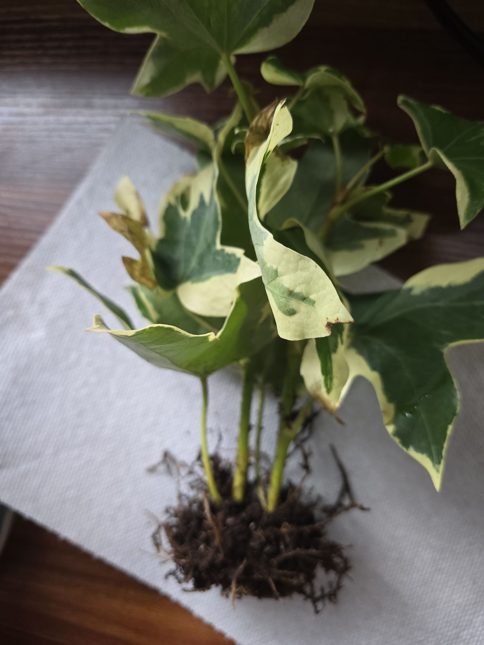 Photo from the post