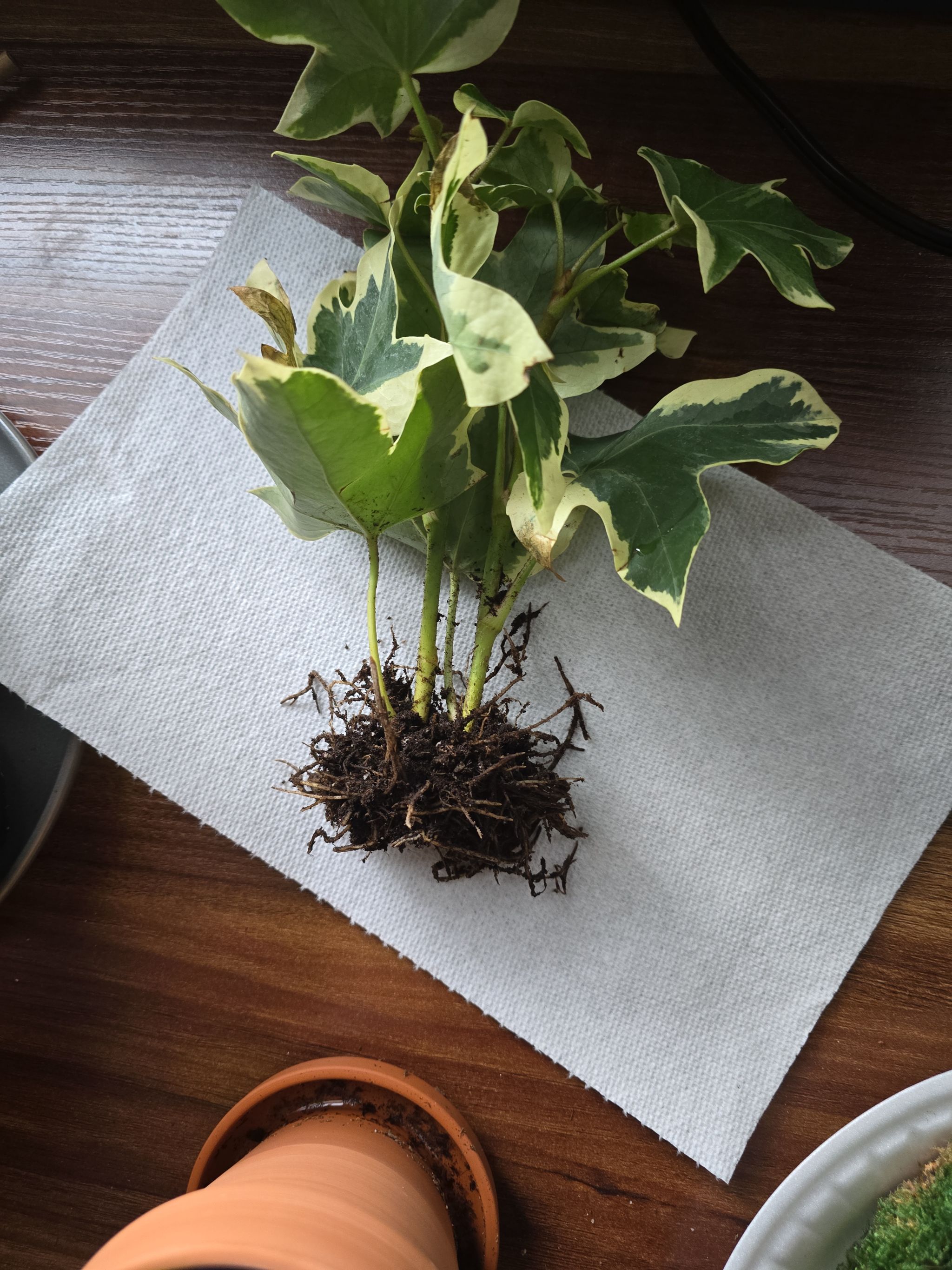 Photo from the post