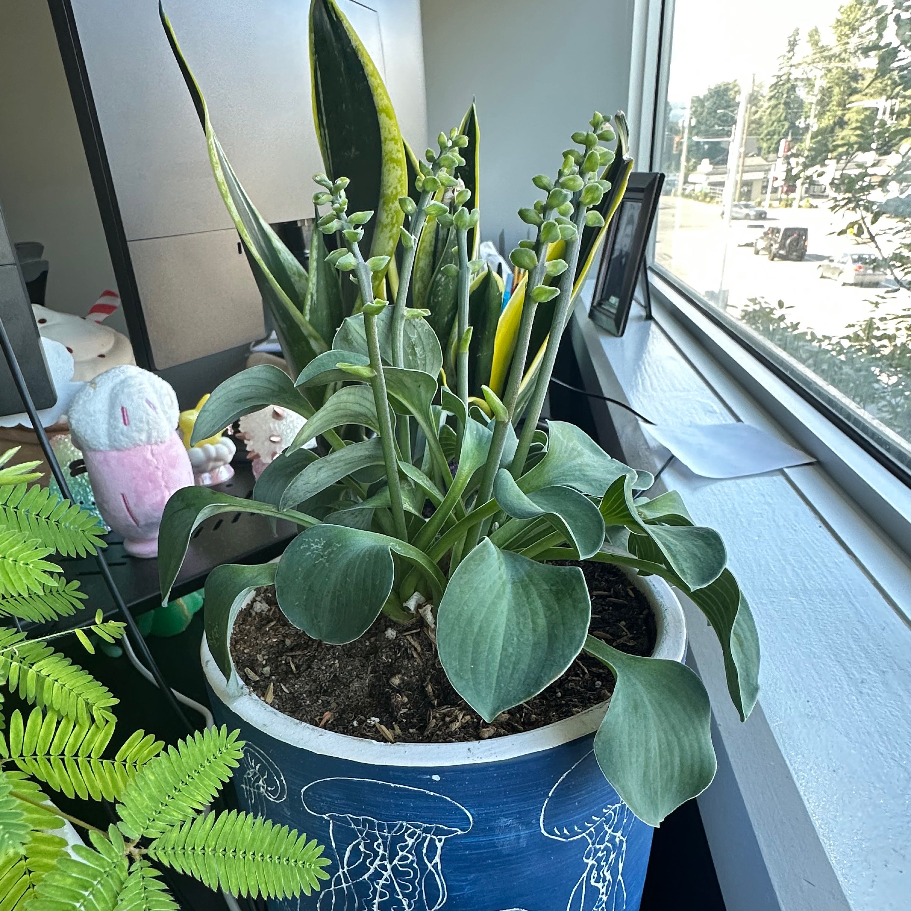 Photo of the plant species Blue Mouse Ear Hosta by @SlinkySweetbox named Hemingway on Greg, the plant care app