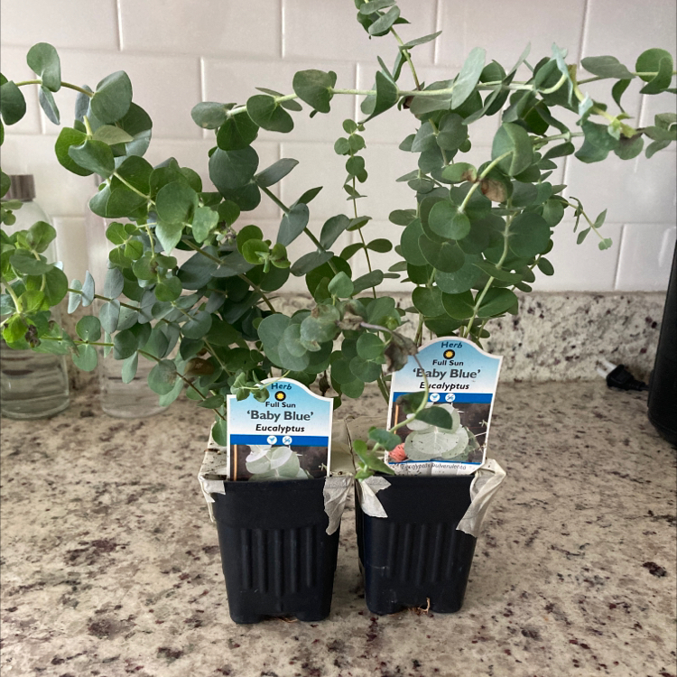 Photo of the plant species Silver-leaved mountain gum by @HolyFoxgrape named Eucalyptus on Greg, the plant care app