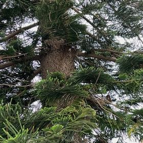 Photo of the plant species Cook's Pine by @PromptLiliaceae named Sproutacus on Greg, the plant care app