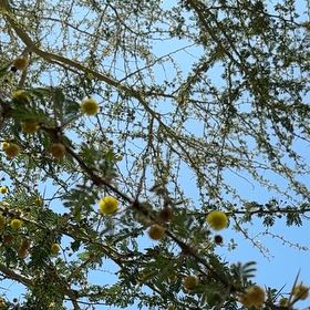 Photo of the plant species Manila Tamarind by @PromptLiliaceae named Demi on Greg, the plant care app