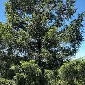 Photo of the plant species Norway Spruce by @PromptLiliaceae named Miley on Greg, the plant care app