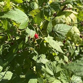 Photo of the plant species European Red Raspberry by @StarBunny named Maya on Greg, the plant care app