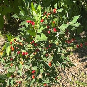 Photo of the plant species Morrow's Honeysuckle by @StarBunny named Leonardo on Greg, the plant care app