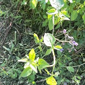 Photo of the plant species Bittersweet by @StarBunny named Osmo on Greg, the plant care app