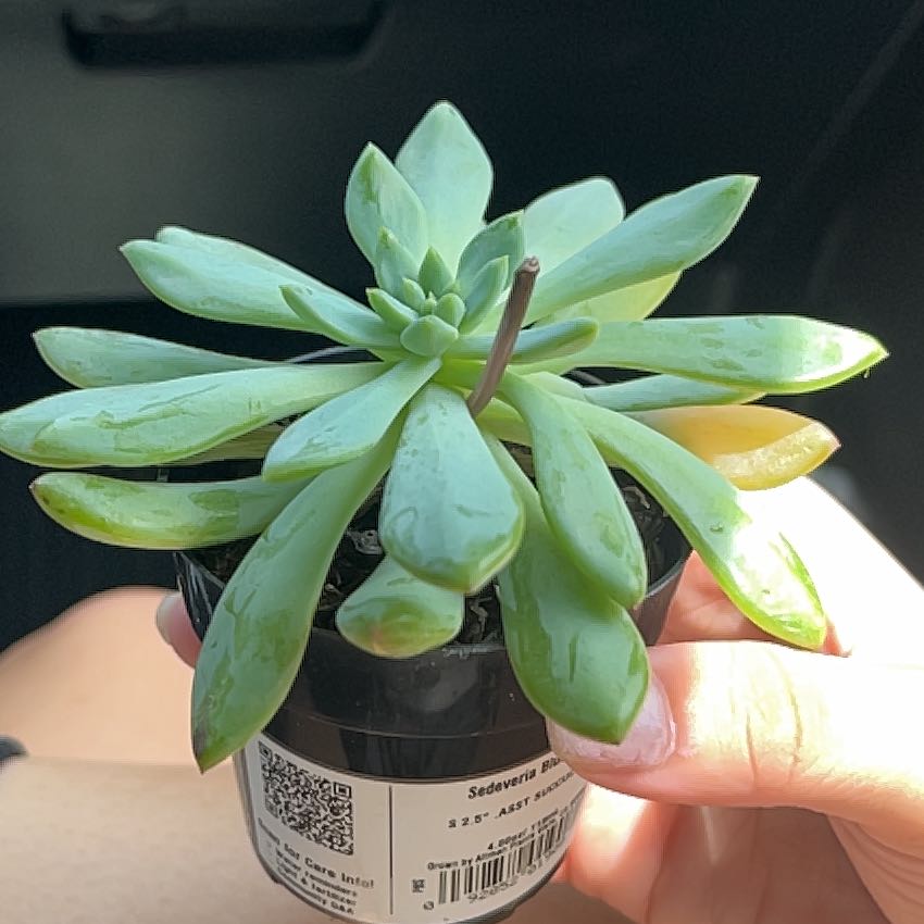 Sedeveria 'Blue Elf' succulent in a small pot, held by hands, with some yellowing leaves.