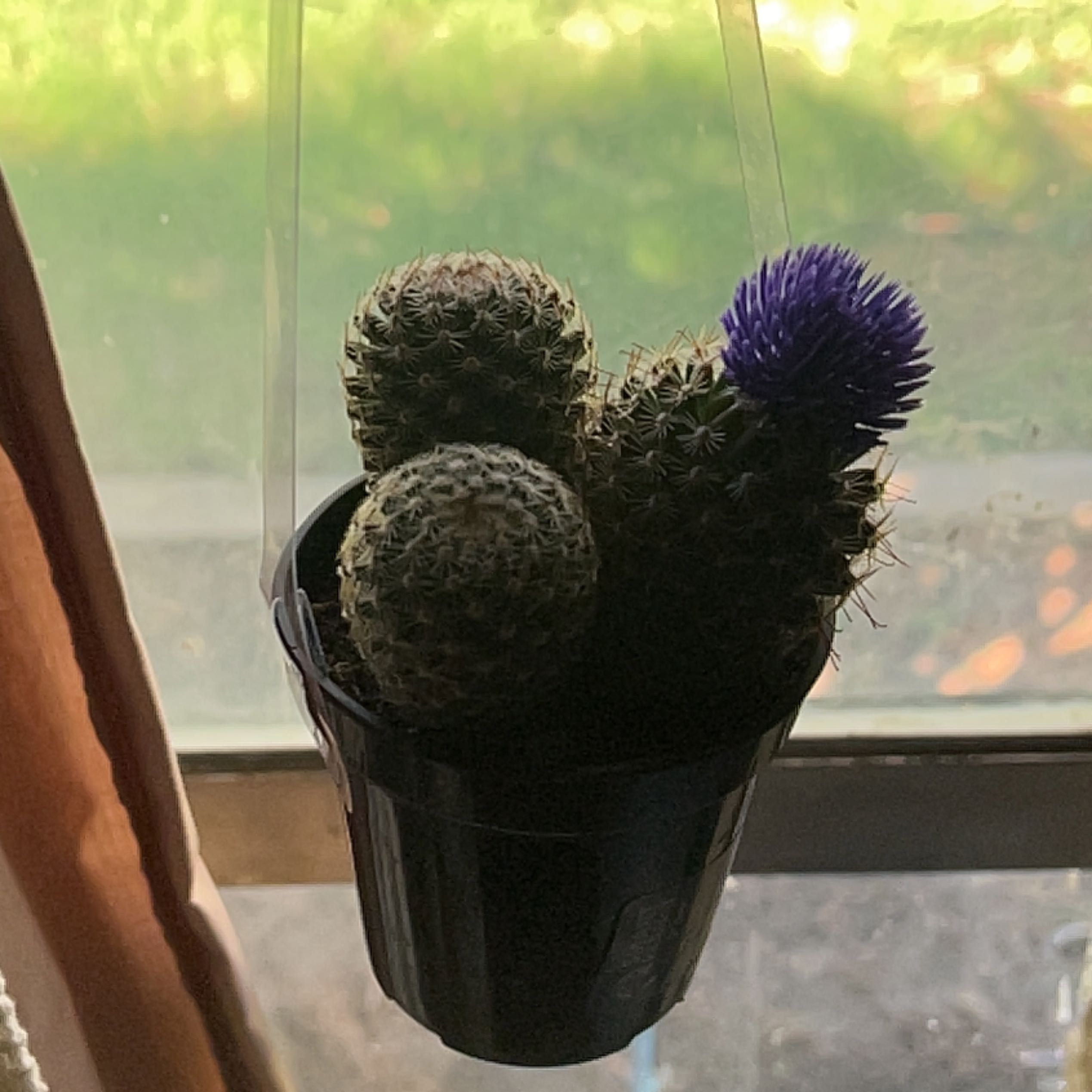 Potted Chihuahuan Beehive cactus with a purple flower in a black pot.