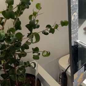 Photo of the plant species Exotica Weeping FIg by @BrotherCapsicum named Bigleef Smalls on Greg, the plant care app