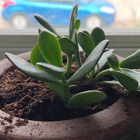 Photo of the plant species Gandalf Jade by @BrotherCapsicum named Drake on Greg, the plant care app