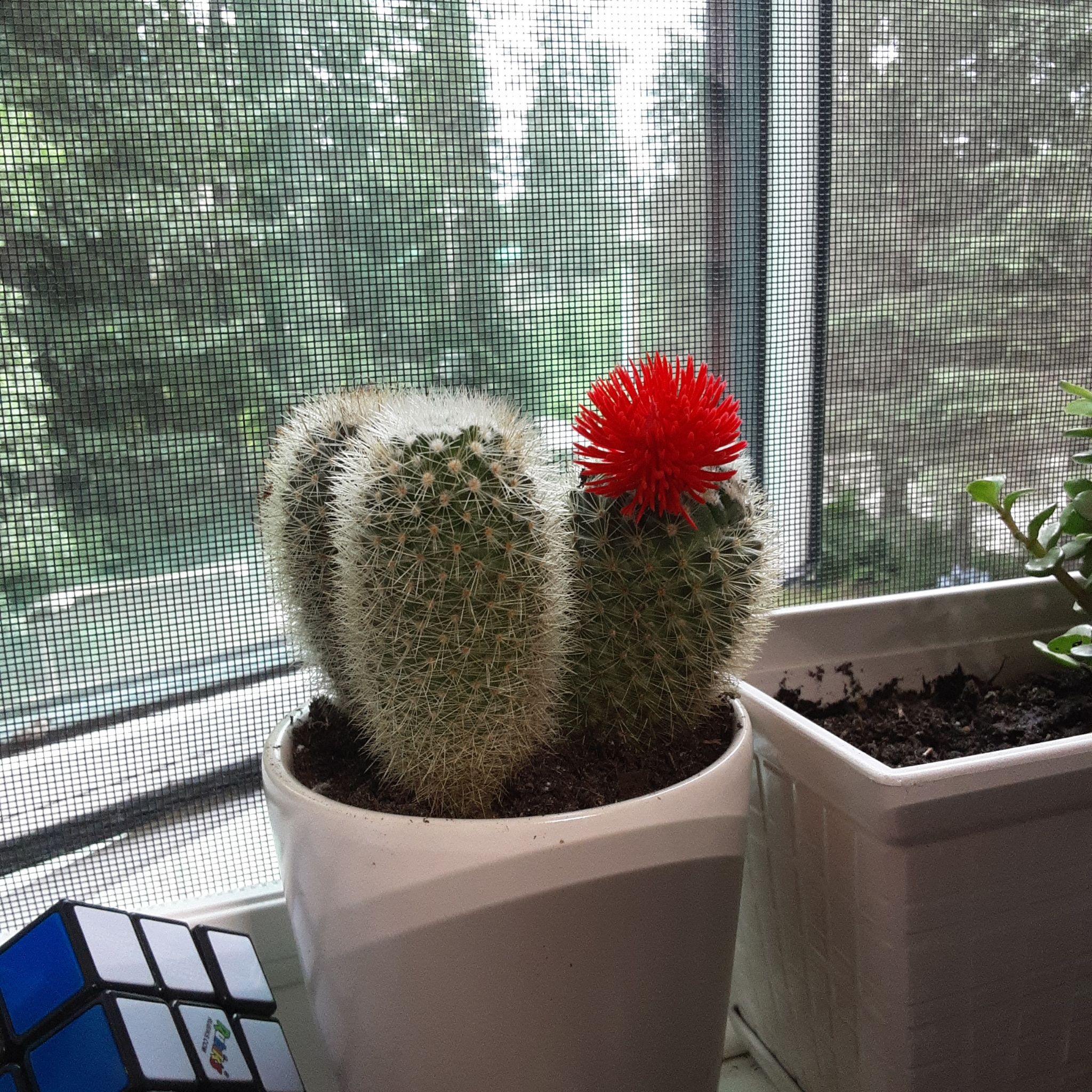 Button Cactus with a red flower in a white pot, placed near a window.