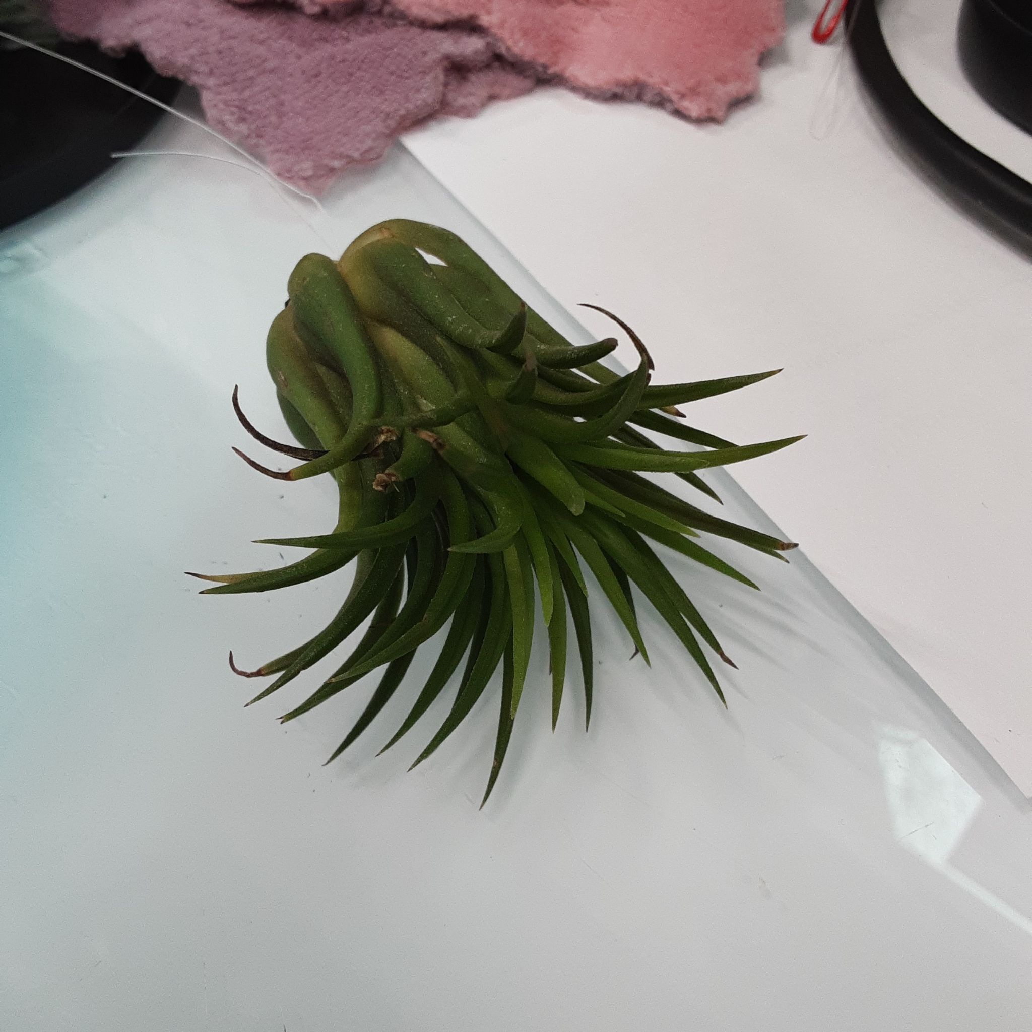 Photo of the plant species Tillandsia ionantha 'Scaposa' by @PractisedTawa named Ionification on Greg, the plant care app