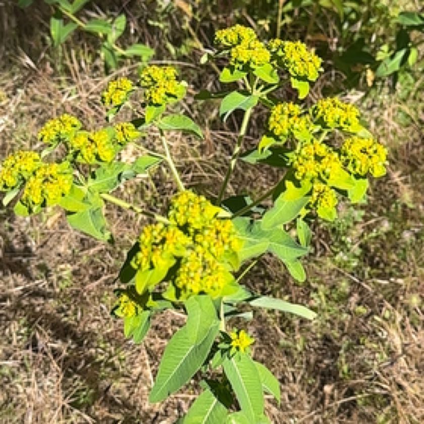 Photo of the plant species Cushion Spurge by @greenwitchh named Shakira on Greg, the plant care app