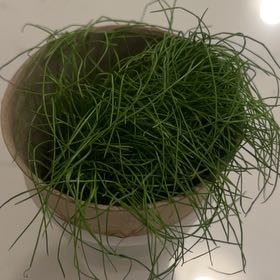 Photo of the plant species Grass by @AnewBlueech named Oscar on Greg, the plant care app