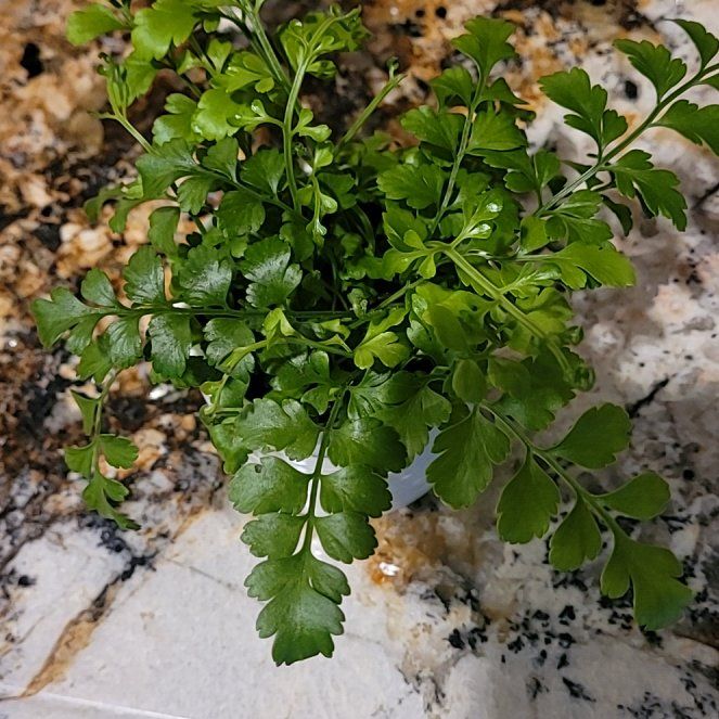 Photo of the plant species Wall-Rue by @MasterBluebroom named Rosa on Greg, the plant care app