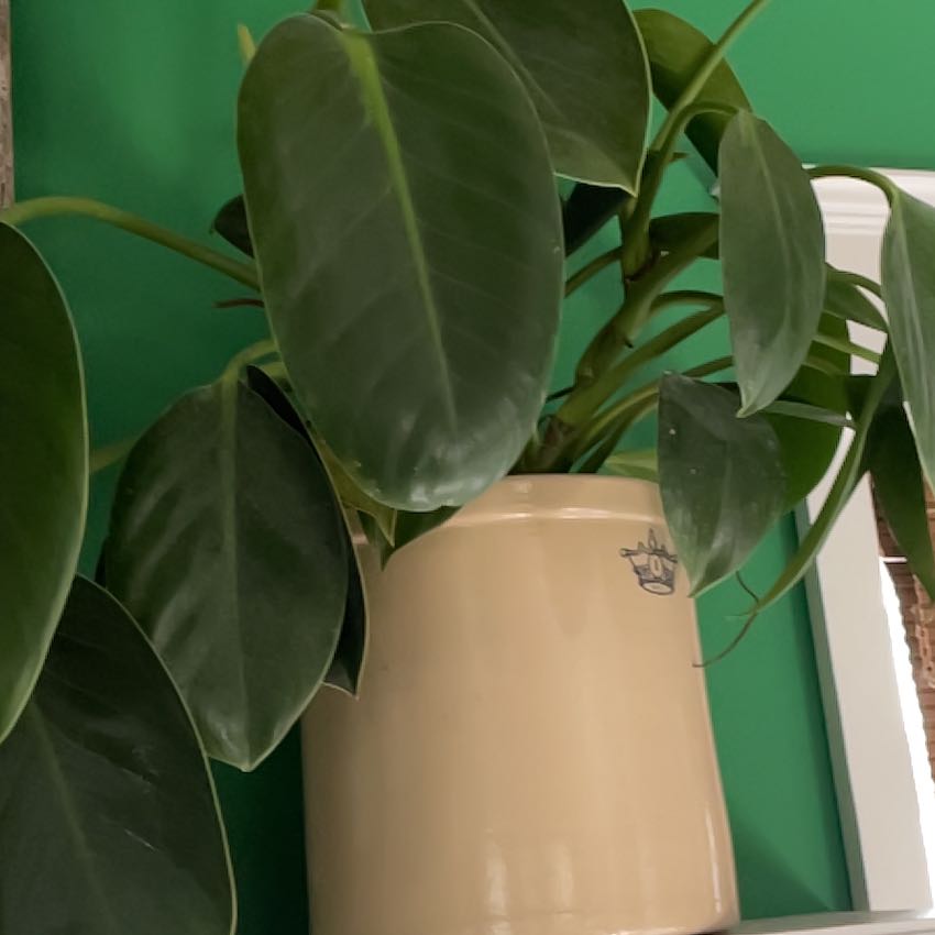 Photo of the plant species Philodendron 'Mia' by @AwesomeGoldwire named Duke on Greg, the plant care app