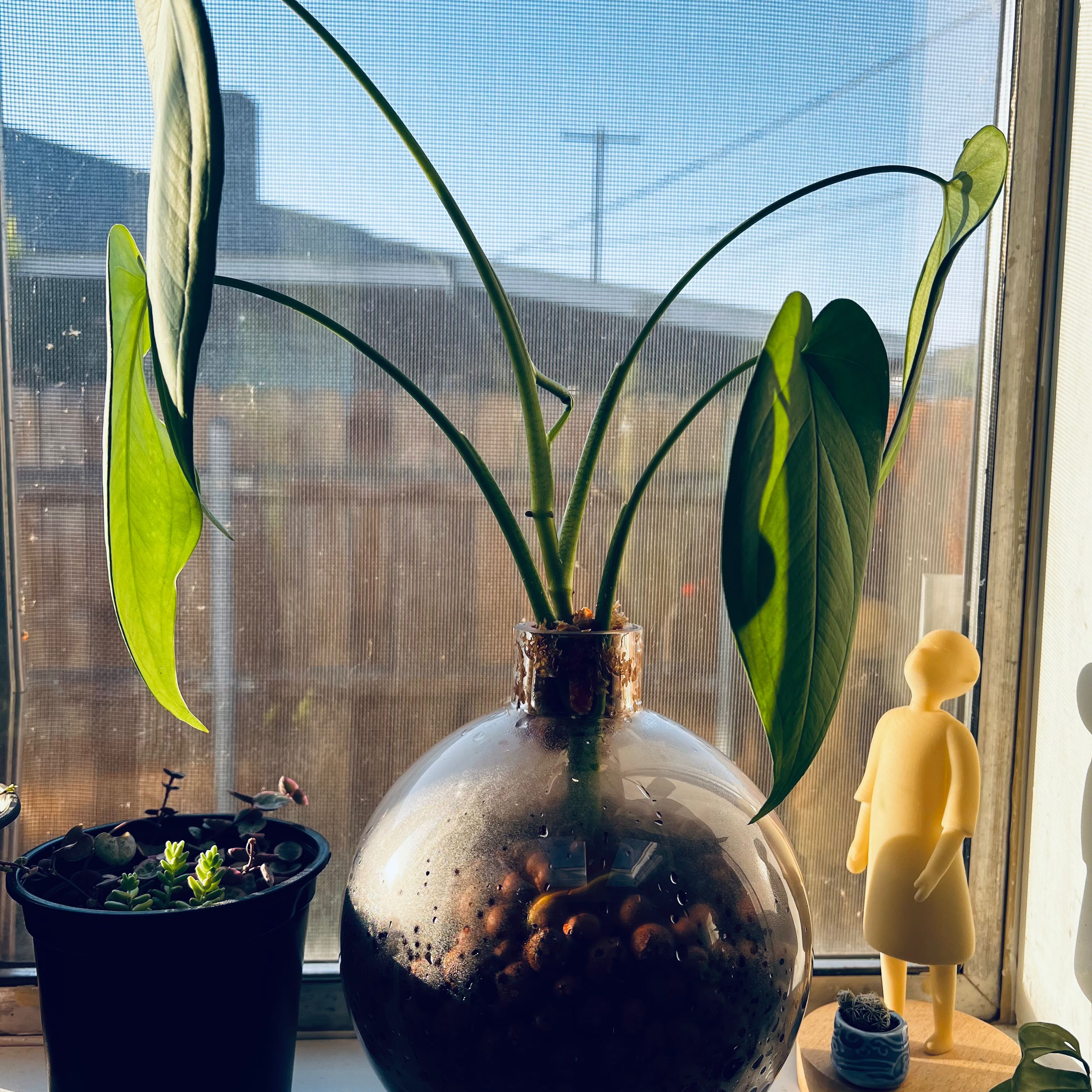 Syngonium chiapense plant in a glass container with visible soil and clay pebbles, placed on a windowsill.