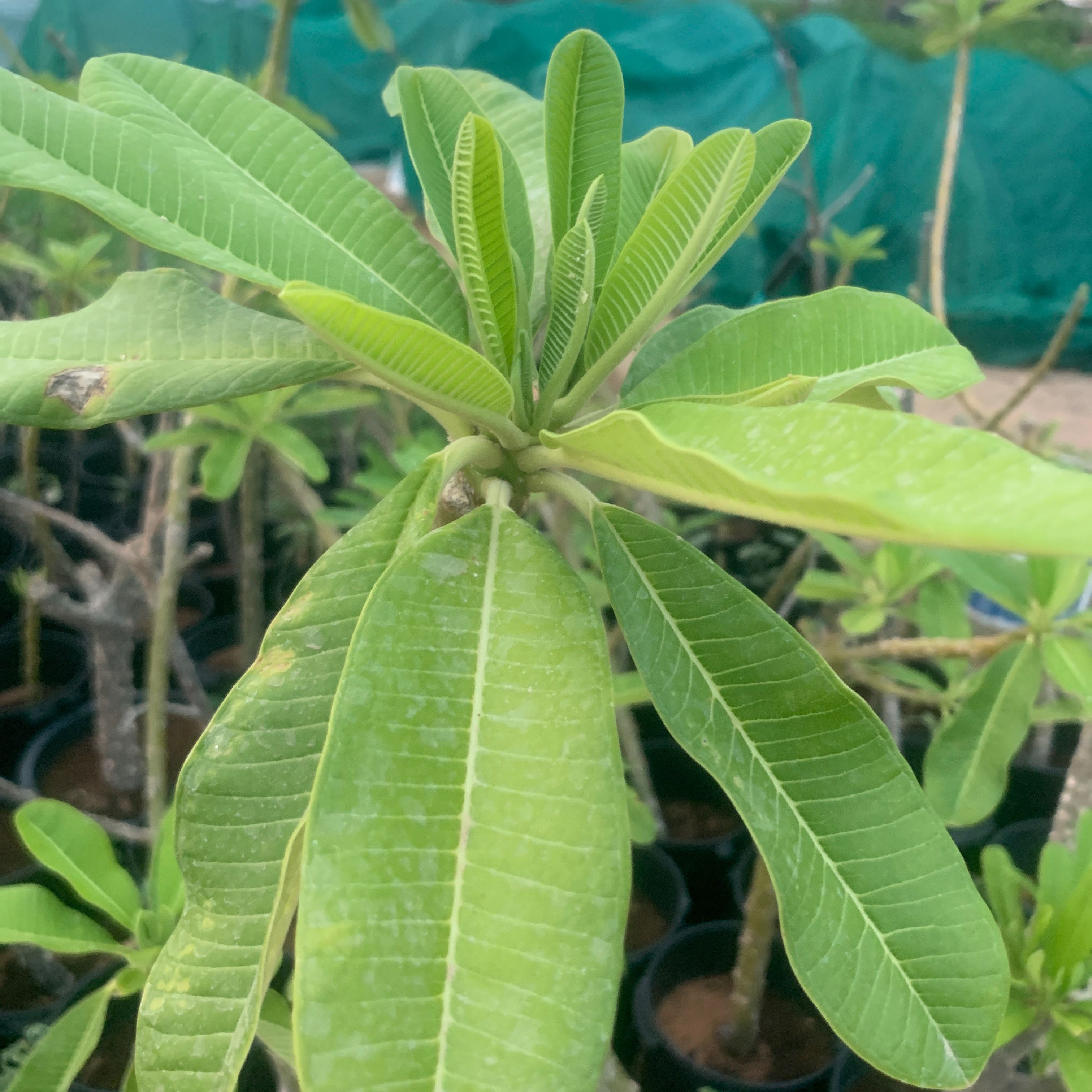 Singapore Graveyard Flower plant with green leaves, slight discoloration, in a nursery setting.