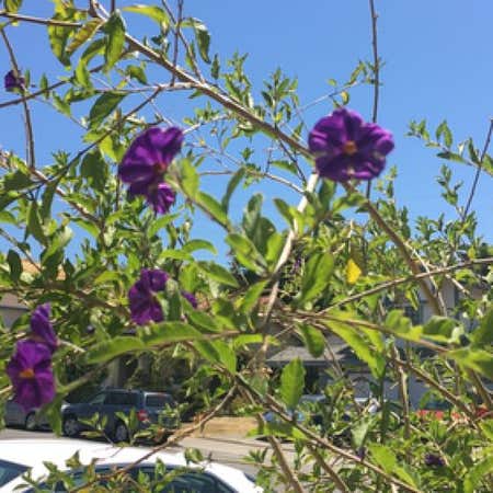 Photo of the plant species Blue Potato Bush by @FoxyCineraria named Emerson on Greg, the plant care app