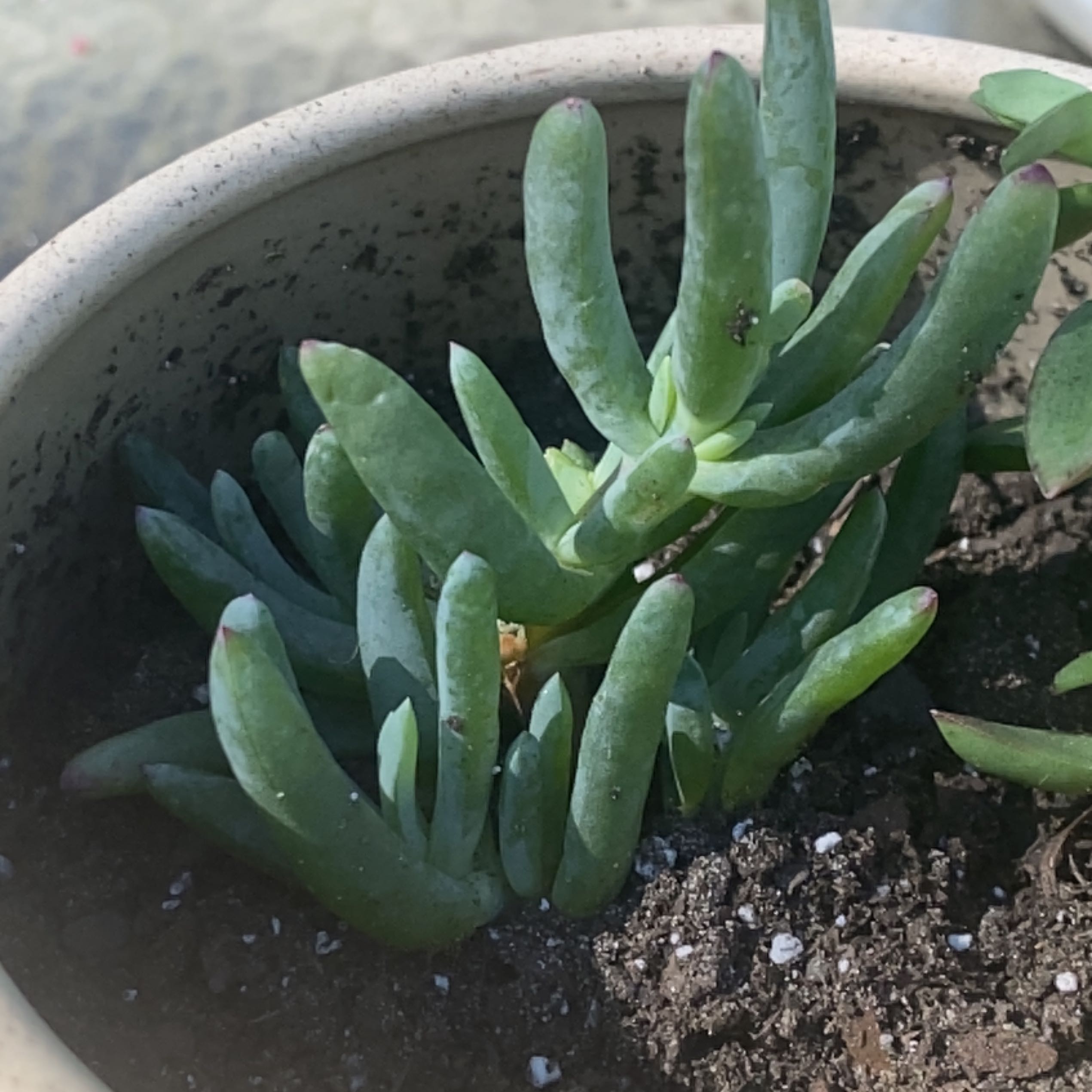 Coppery Mesemb succulent plant in a pot with visible soil.