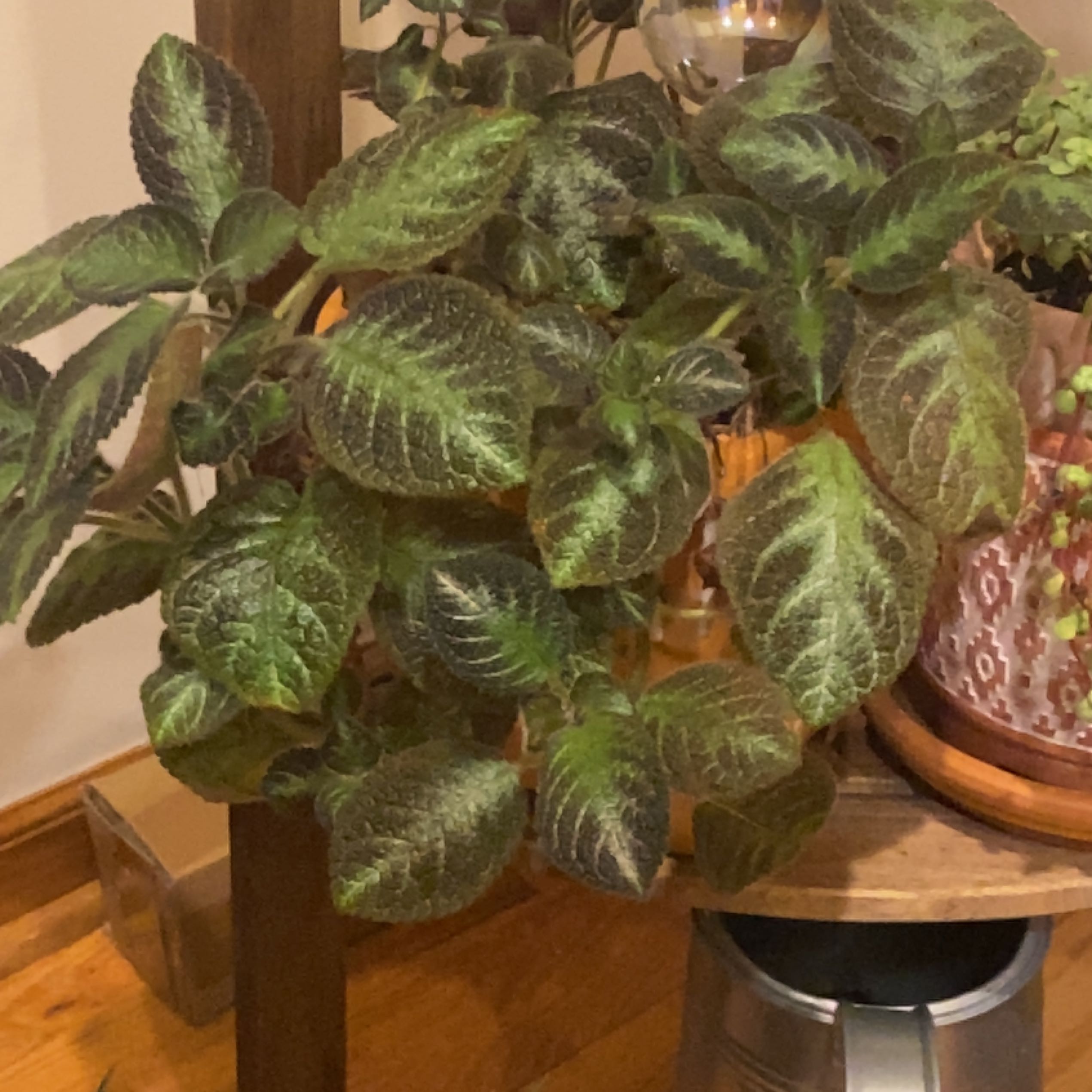 Photo of the plant species Episcia 'Pink Panther' by @WonderfulRedlog named Queen on Greg, the plant care app