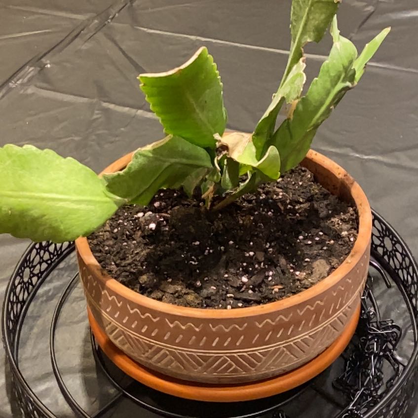 Photo of the plant species Pseudorphipsalis 'Blue Flame' by @WonderfulRedlog named Mochi on Greg, the plant care app