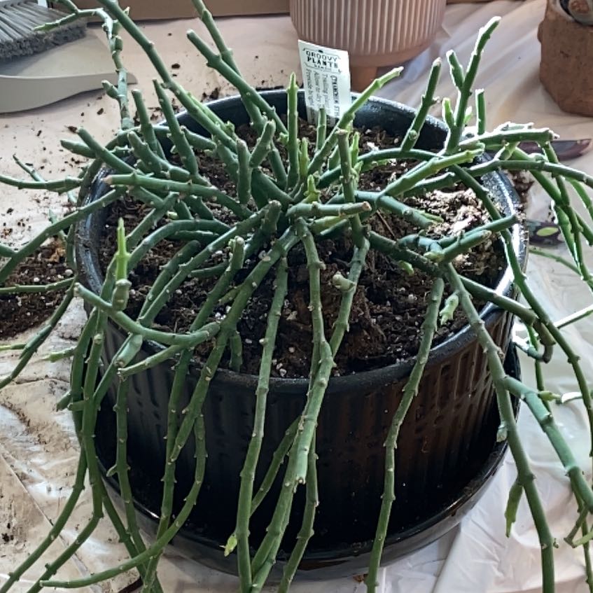 Photo of the plant species Climbing Milkweed by @WonderfulRedlog named James Dean on Greg, the plant care app