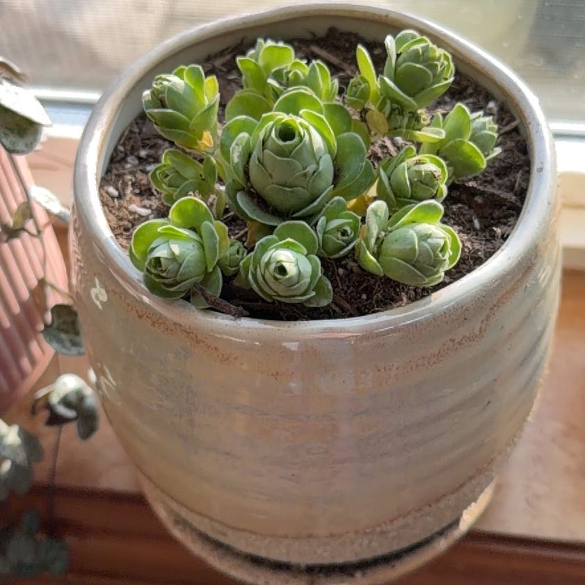 Photo of the plant species Mountain Rose by @WonderfulRedlog named Messi on Greg, the plant care app