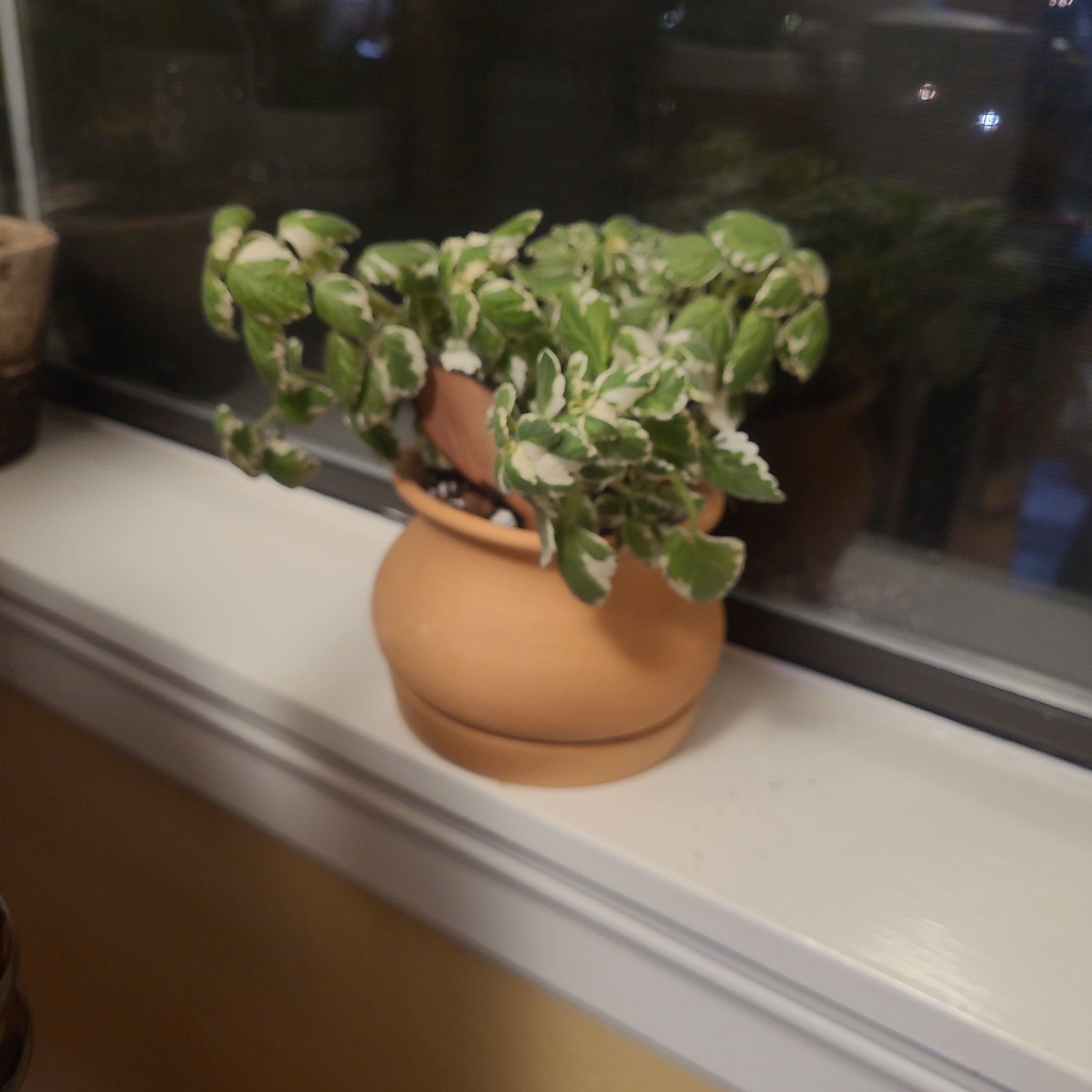 Photo of the plant species Spurflower by @FashionablePuka named Ivy on Greg, the plant care app
