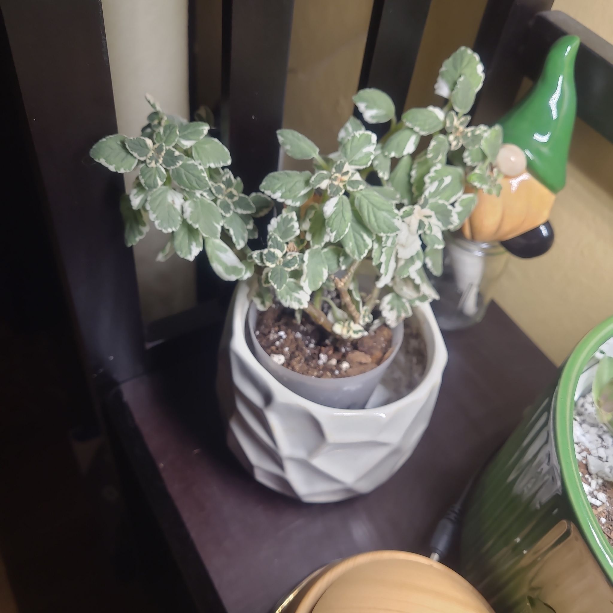 Photo of the plant species Spurflower by @FashionablePuka named Ivy on Greg, the plant care app