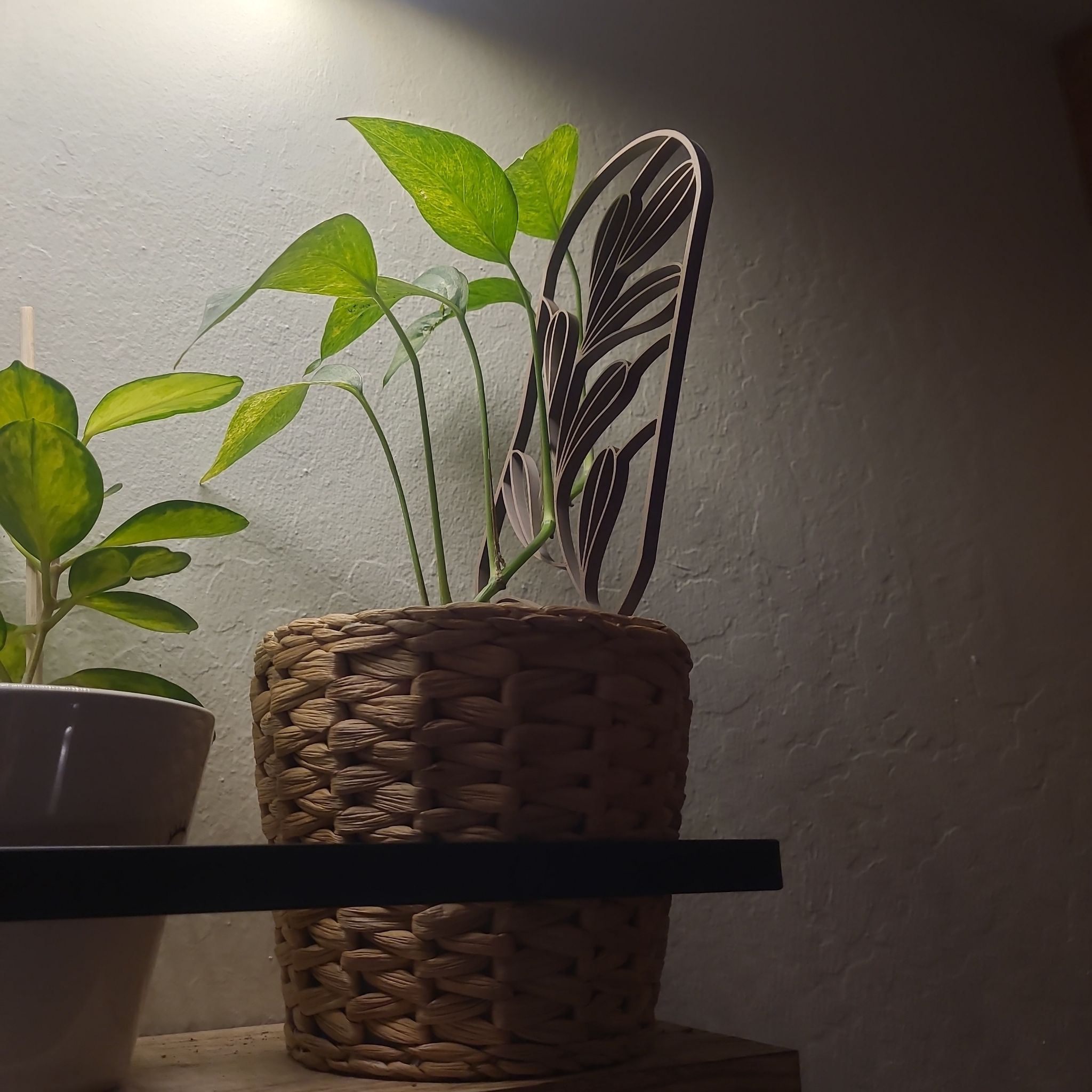 Photo of the plant species Epipremnum pinnatum 'Mint' by @FashionablePuka named Minty on Greg, the plant care app