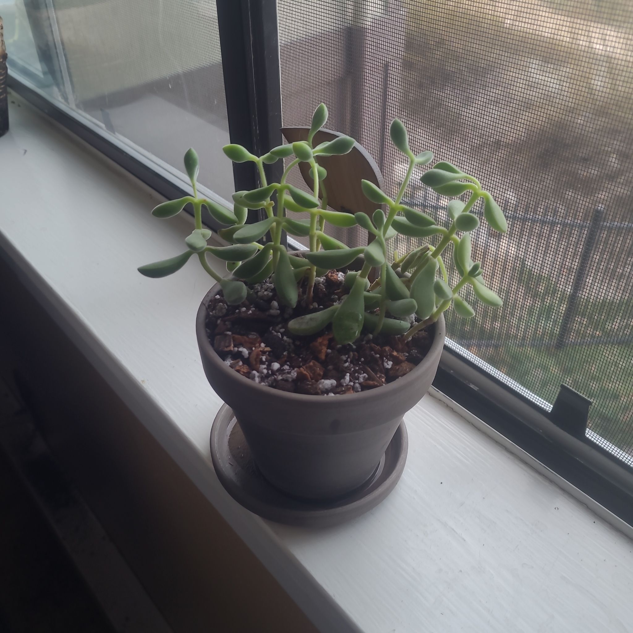 Photo of the plant species Crassula rogersii by @FashionablePuka named Roger on Greg, the plant care app