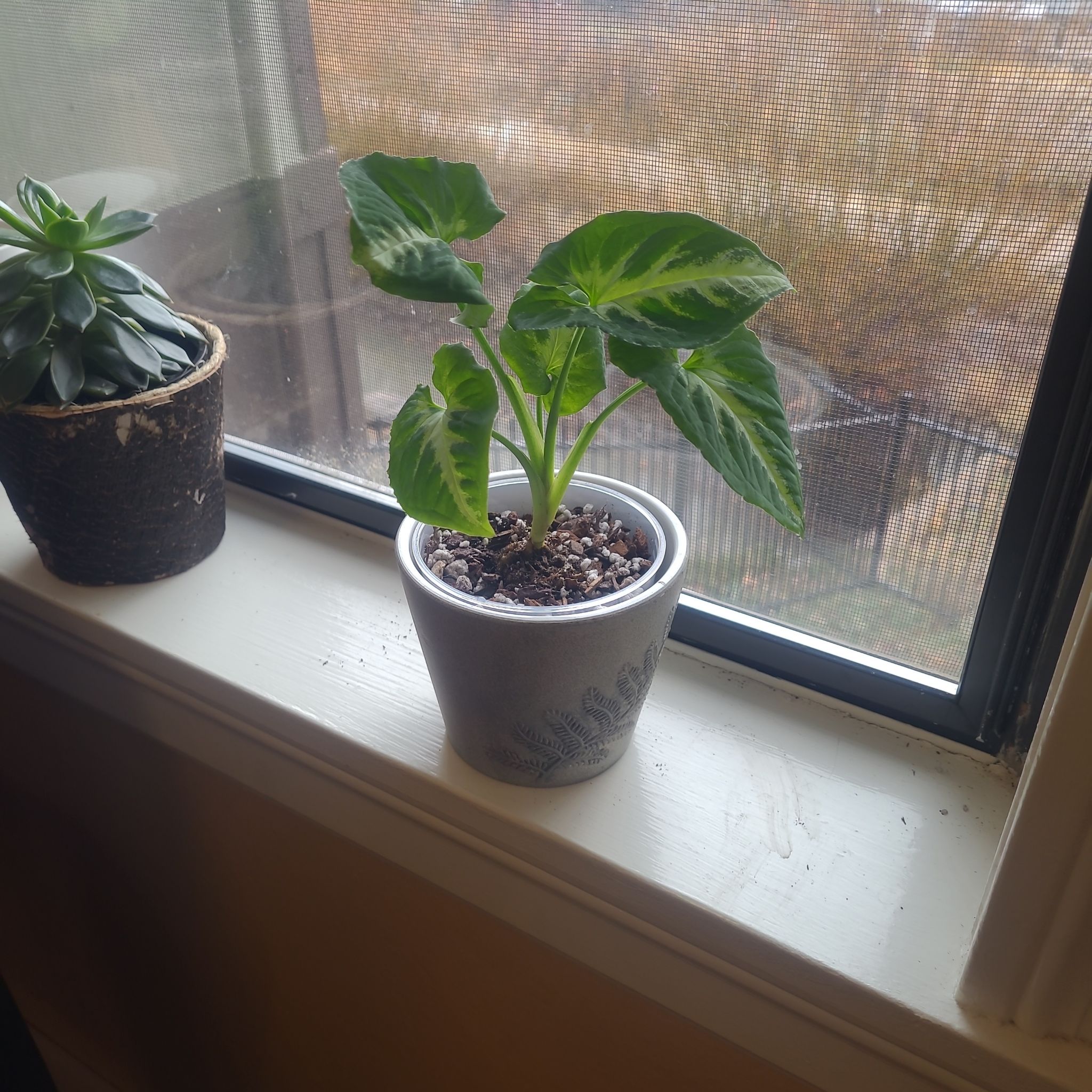 Photo of the plant species Arrowhead Vine by @FashionablePuka named Wendy (Syngonium Wendlandii Black Velvet) on Greg, the plant care app