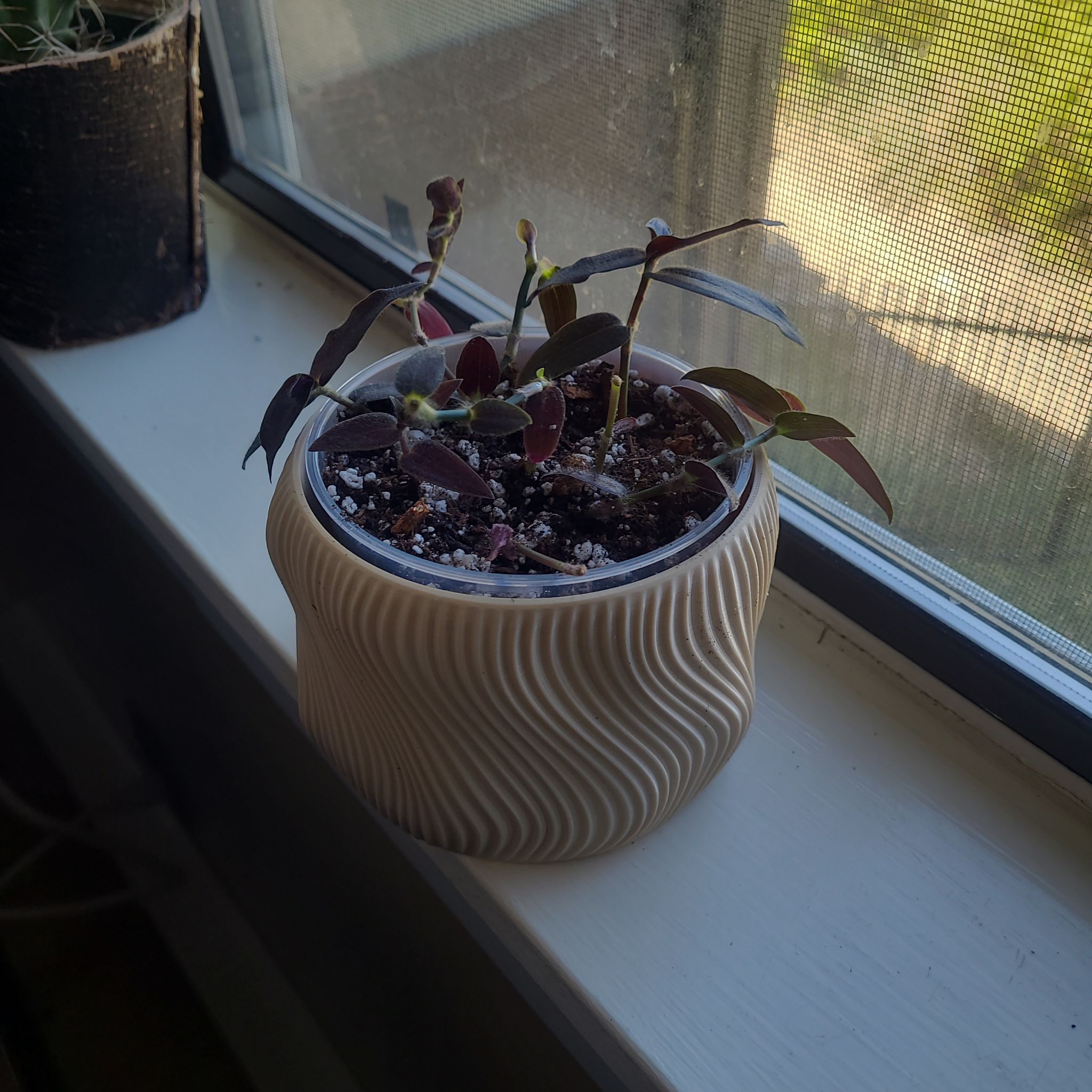Photo of the plant species Gibasis 'Jose Puig' by @FashionablePuka named Jose on Greg, the plant care app