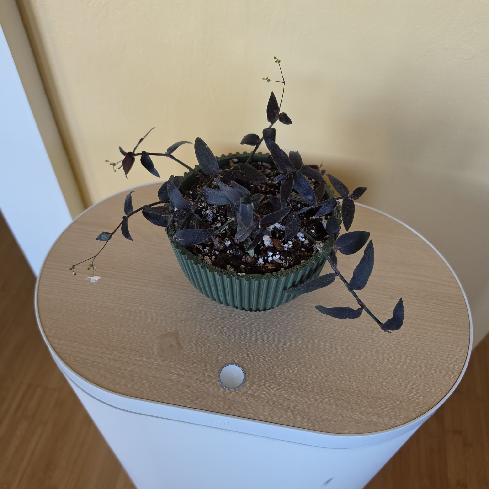 Photo of the plant species Gibasis 'Jose Puig' by @FashionablePuka named Jose on Greg, the plant care app