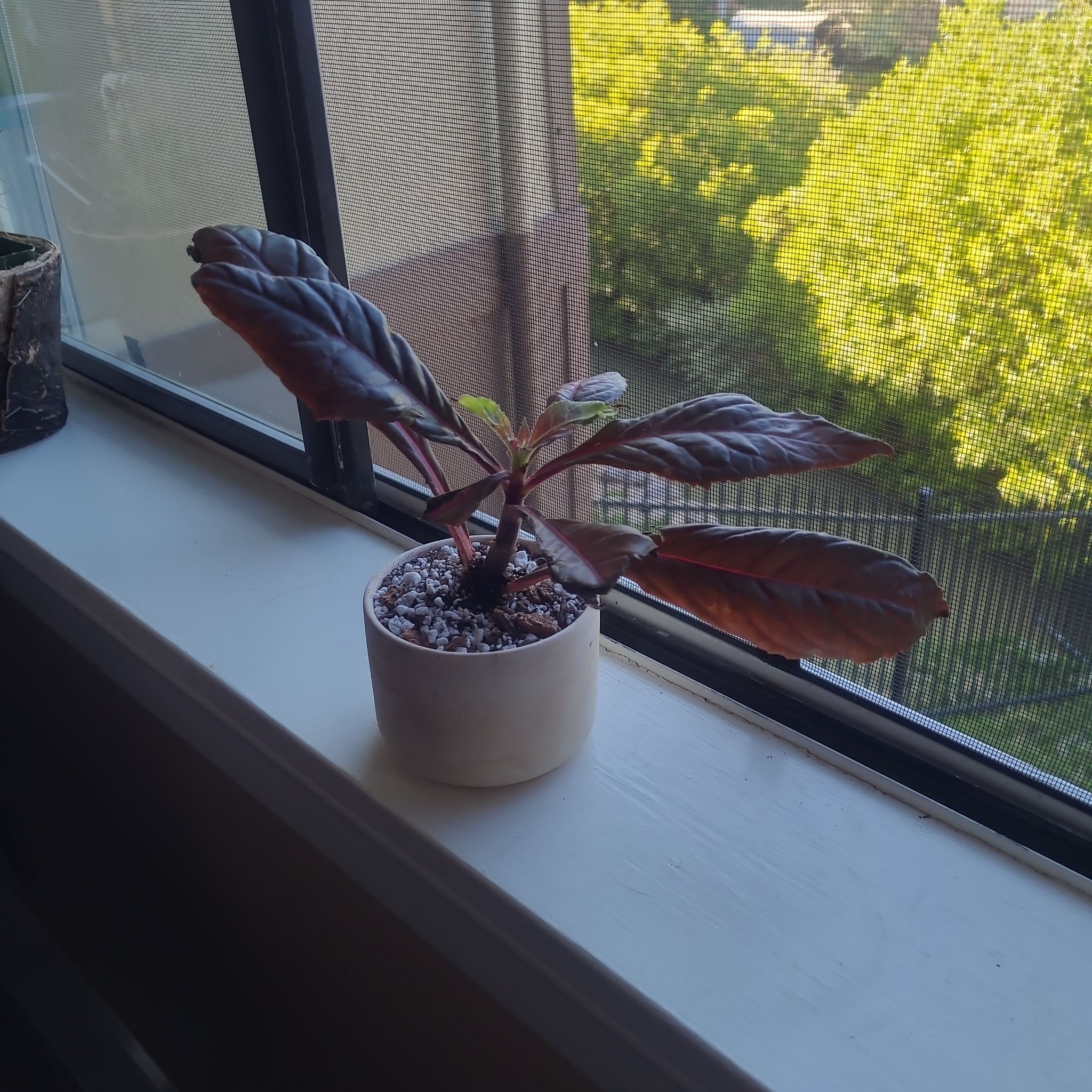 Photo of the plant species Nautilocalyx glandulifer by @FashionablePuka named Alyx on Greg, the plant care app